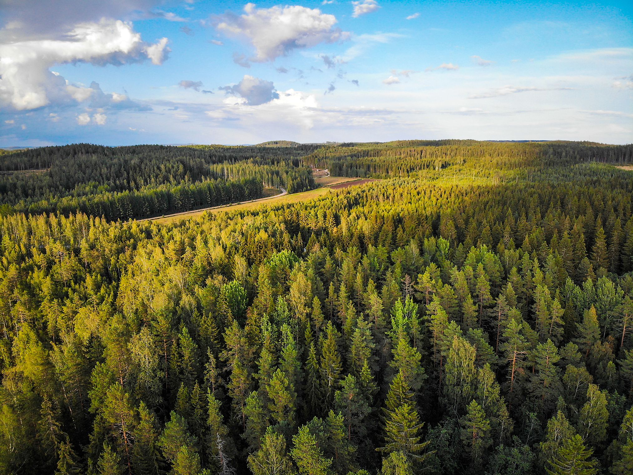 Metsä Groupin liiketulosta kannattelivat viime vuonna pehmo- ja tiivispaperit sekä kartonki.
